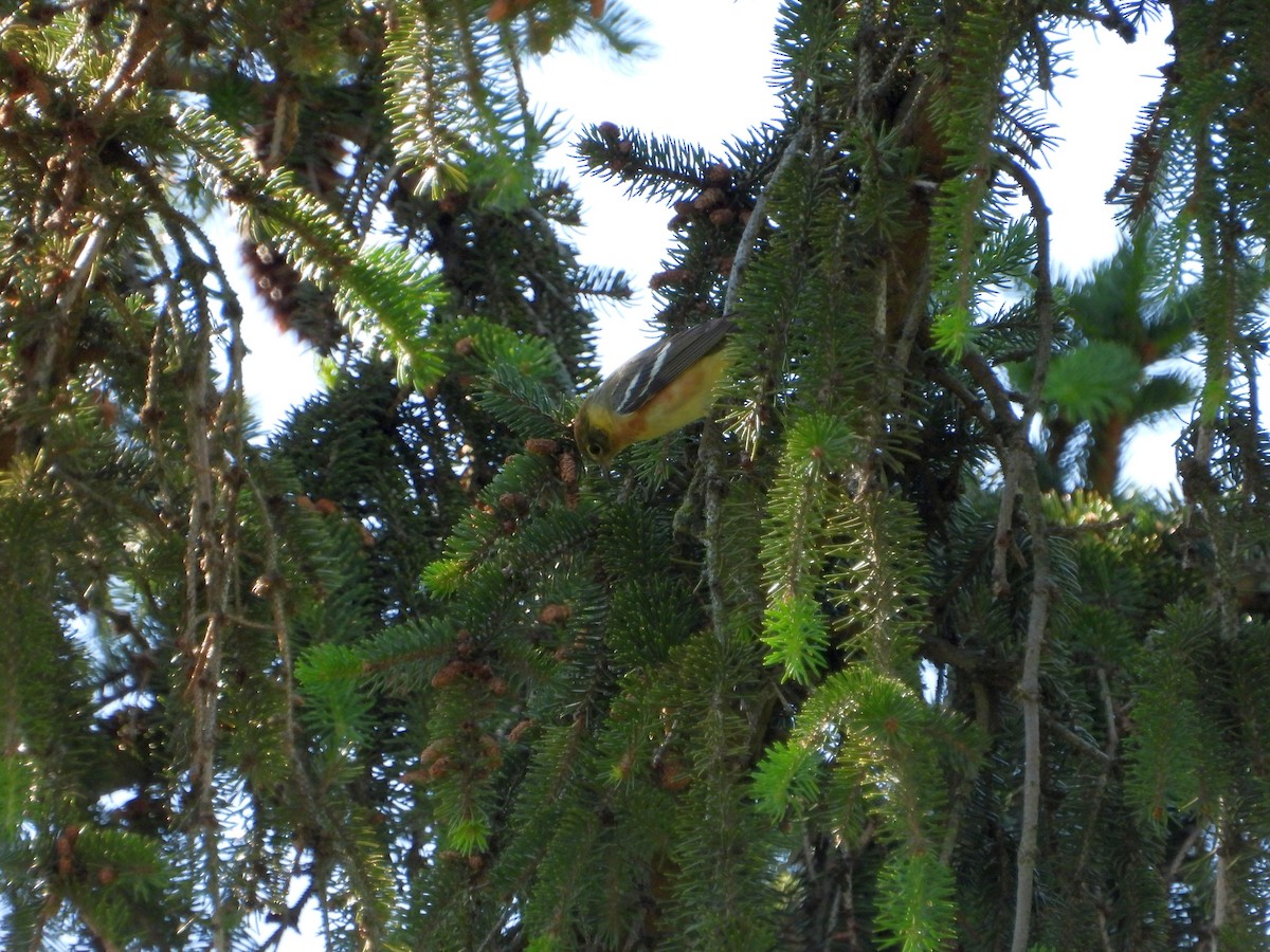 Bay-breasted Warbler - ML636409948