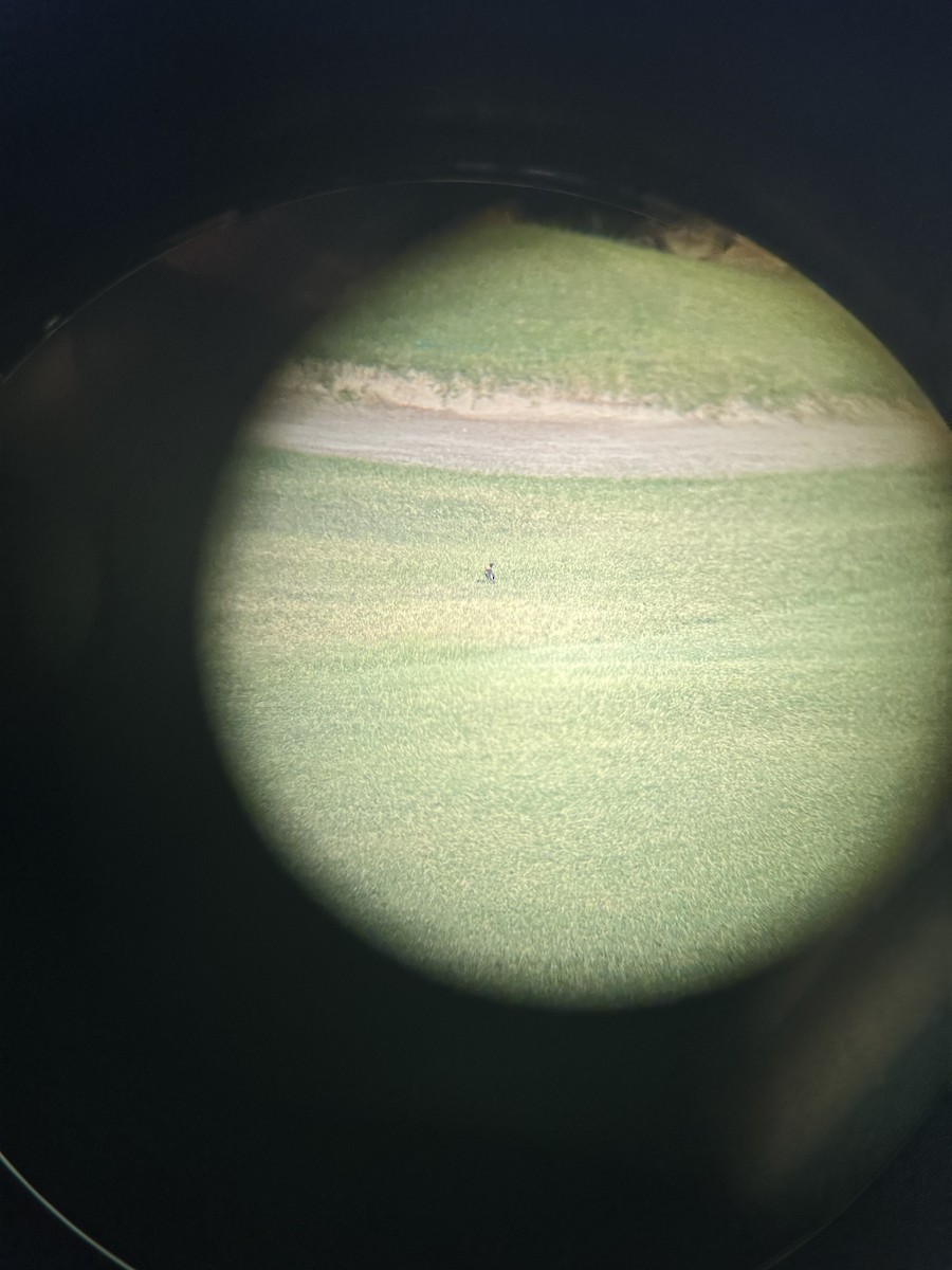 Bobolink - ML636410012