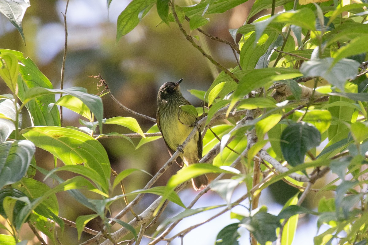 Olive-striped Flycatcher - ML636410041