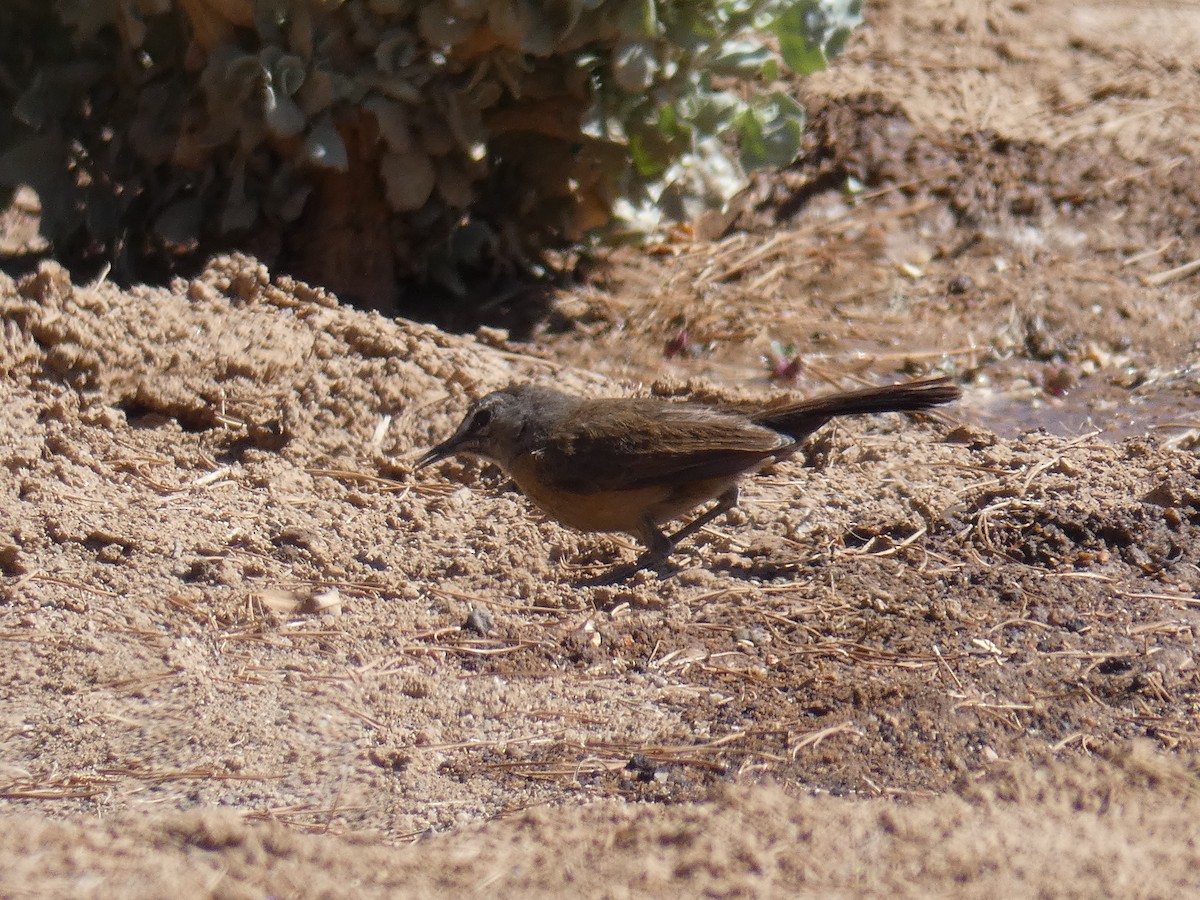 Karoo Scrub-Robin - ML636410103