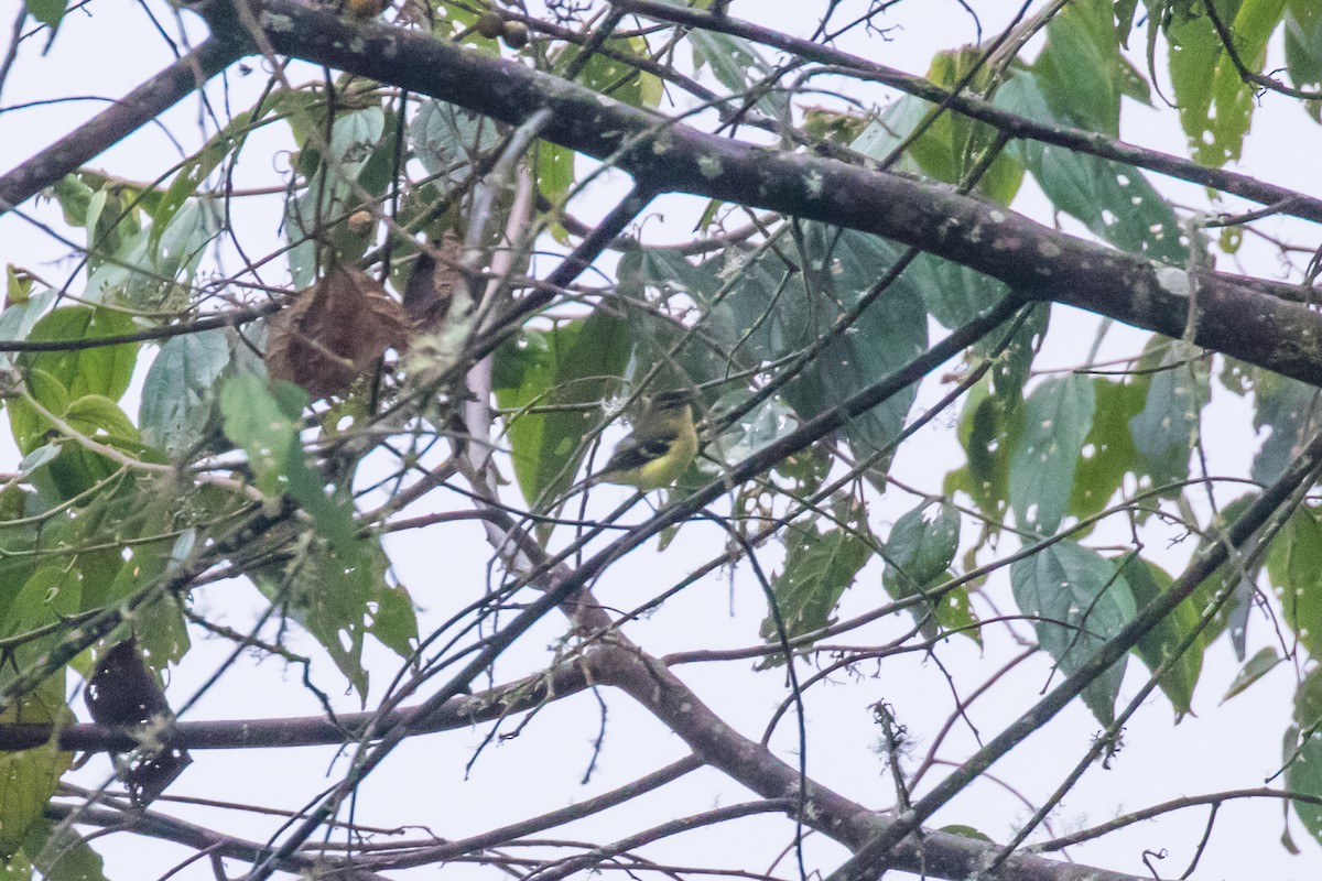 Black-capped Tyrannulet - ML636410121