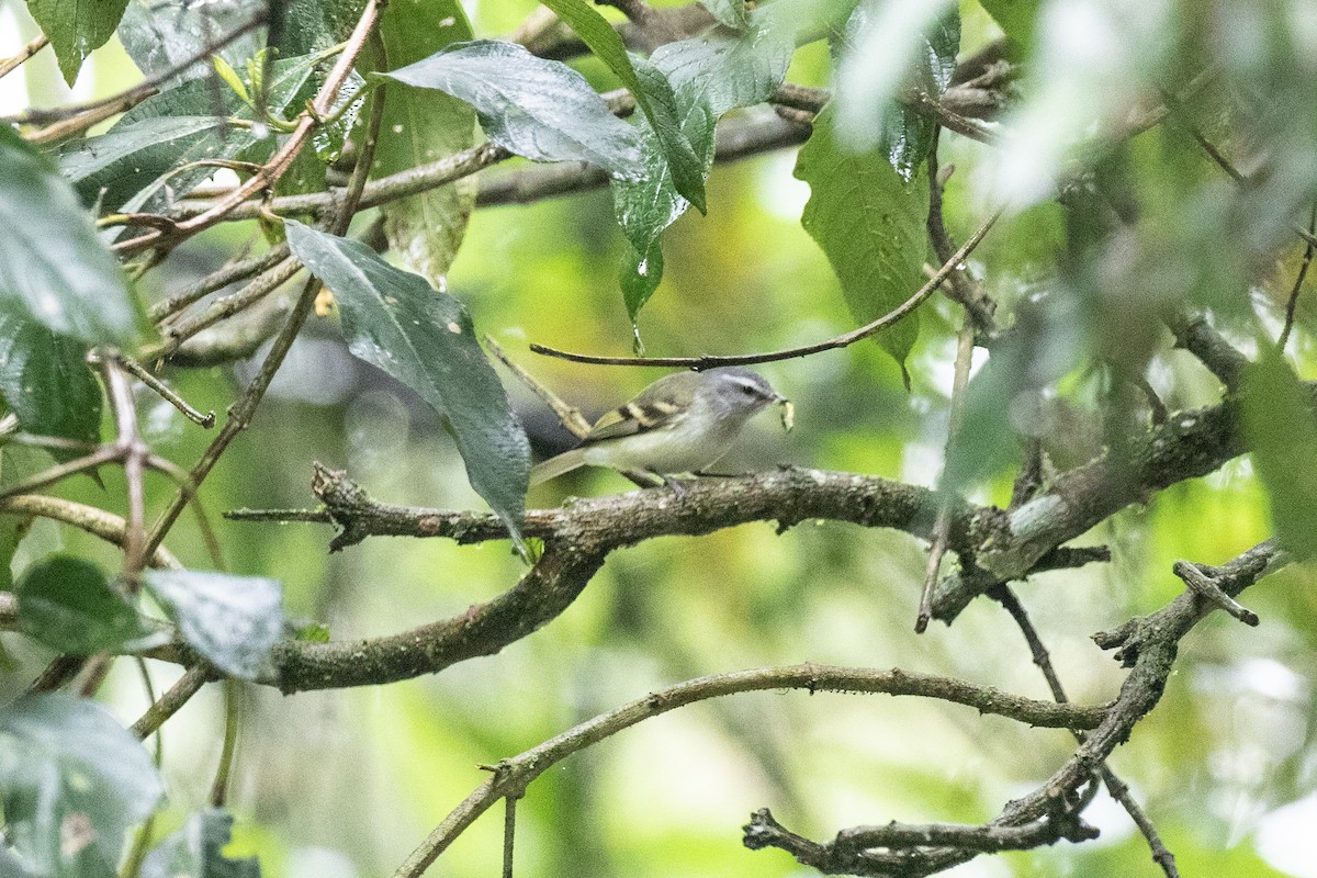 White-tailed Tyrannulet - ML636410144