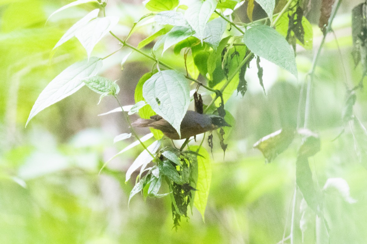 Tangara barbouillé (ochracea) - ML636410176