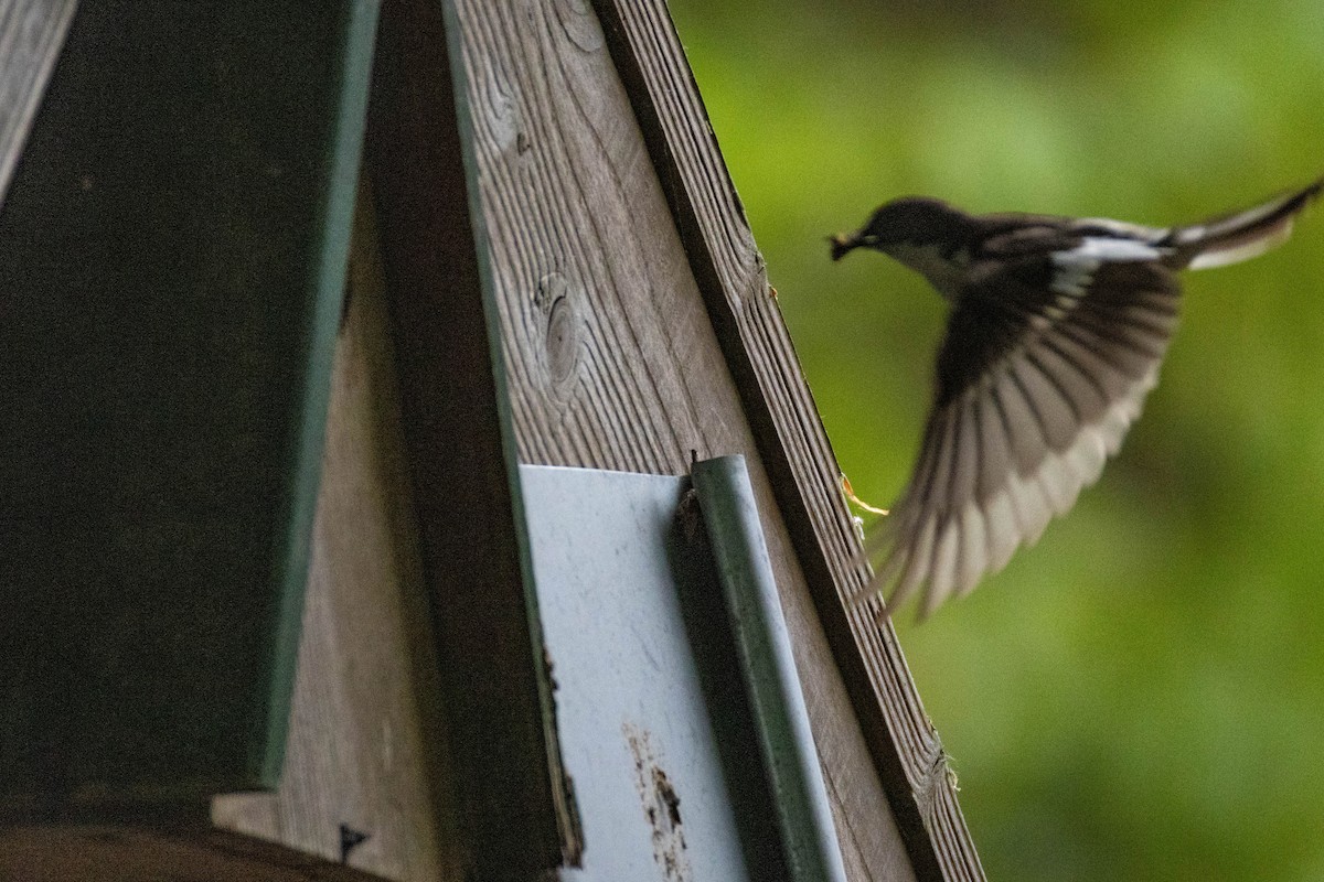 European Pied Flycatcher - ML636410186