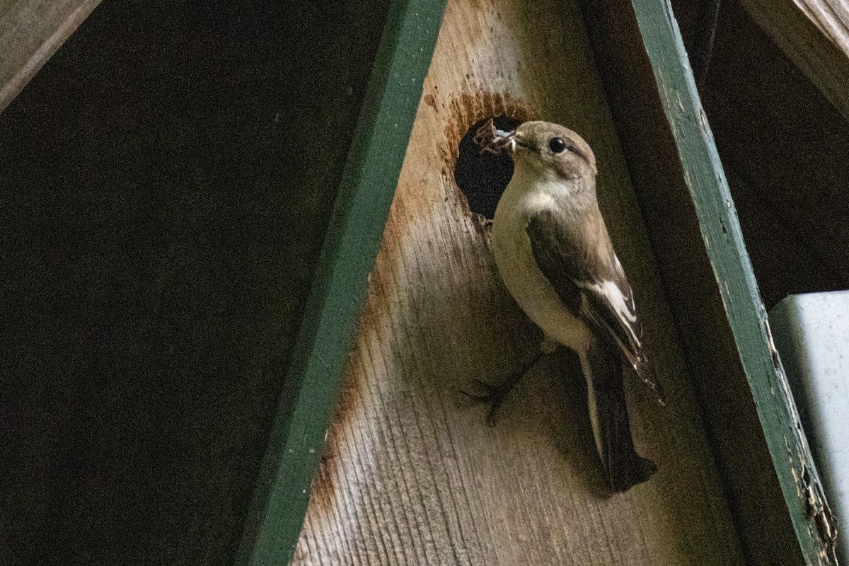 European Pied Flycatcher - ML636410189