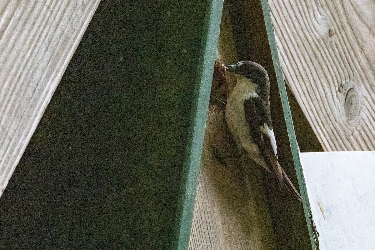 European Pied Flycatcher - ML636410190