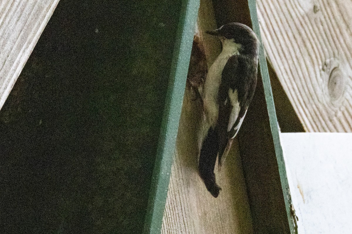 European Pied Flycatcher - ML636410191