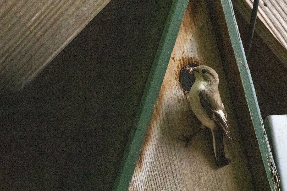 European Pied Flycatcher - ML636410192