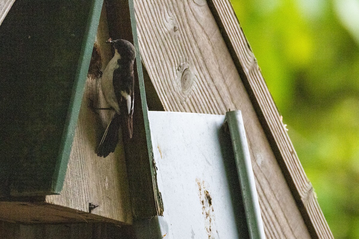 European Pied Flycatcher - ML636410193