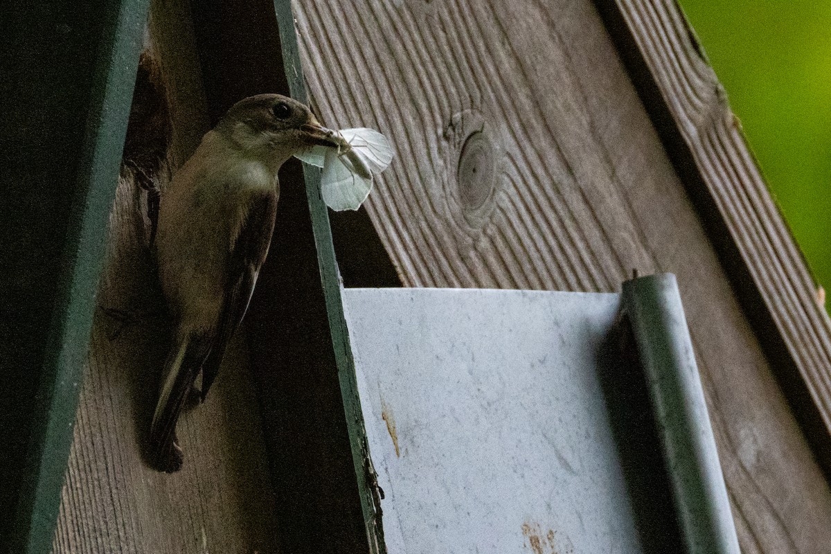 European Pied Flycatcher - ML636410194