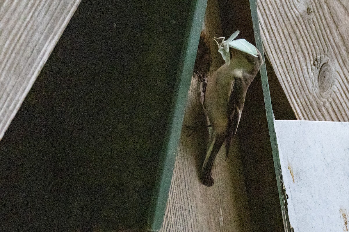European Pied Flycatcher - ML636410196
