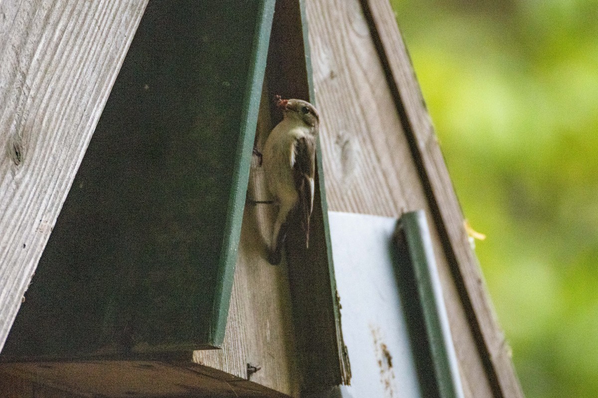 European Pied Flycatcher - ML636410197