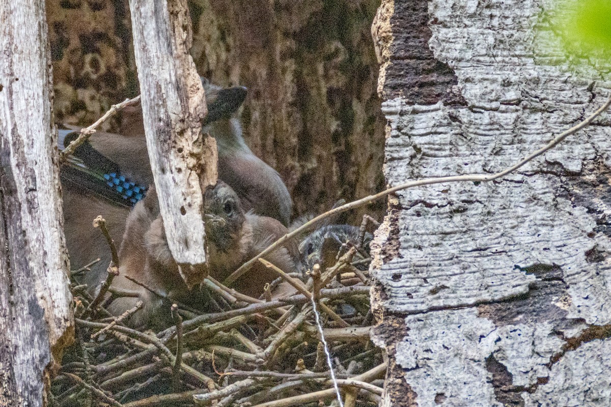 Eurasian Jay - ML636410205