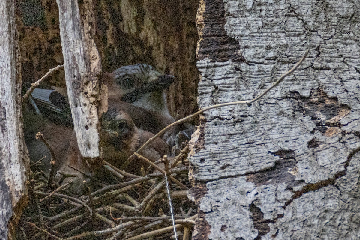 Eurasian Jay - ML636410206