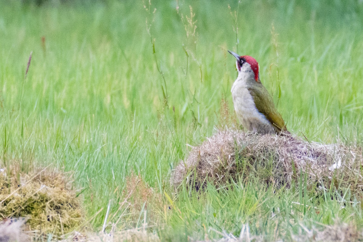 Eurasian Green Woodpecker - ML636410216