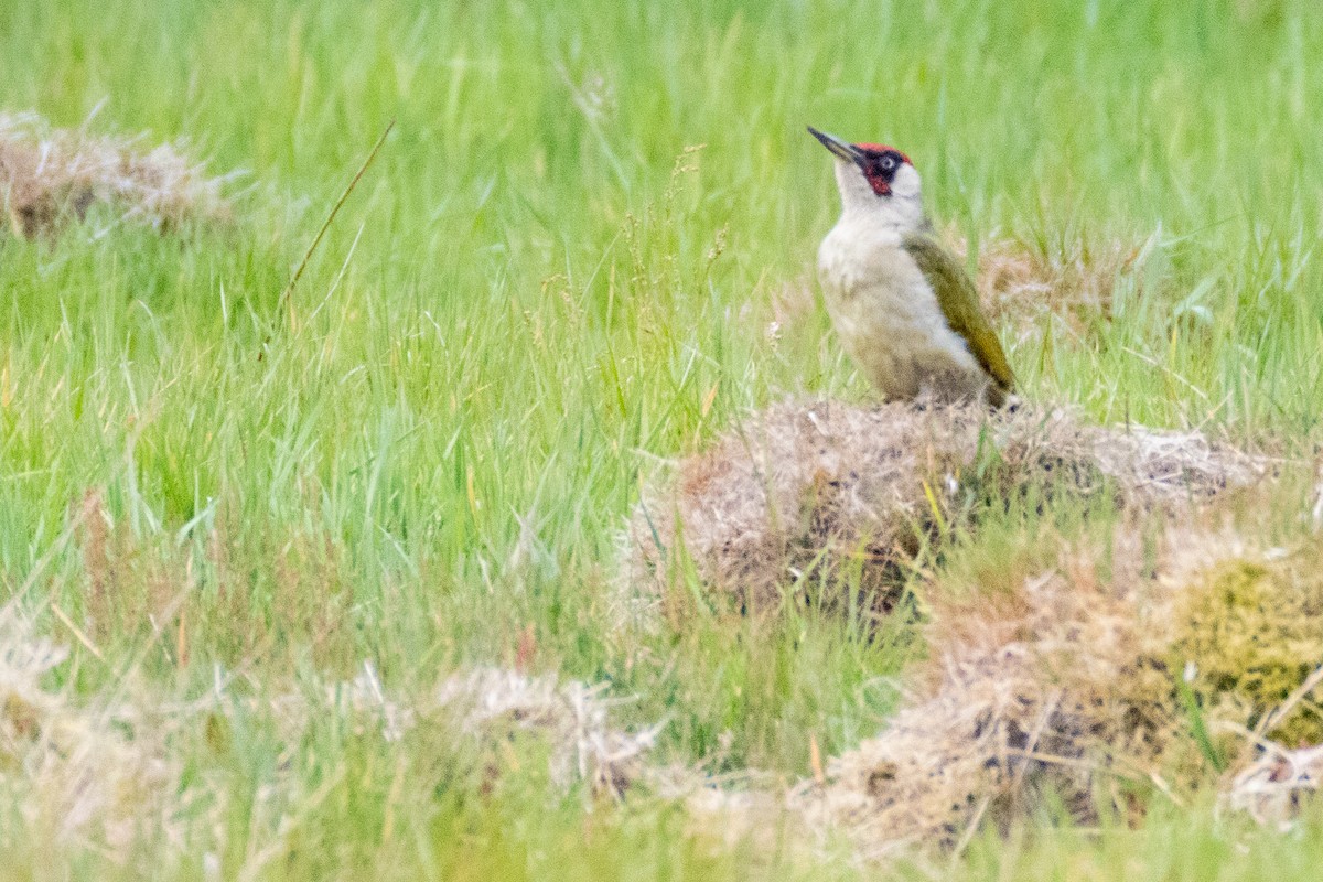 Eurasian Green Woodpecker - ML636410218