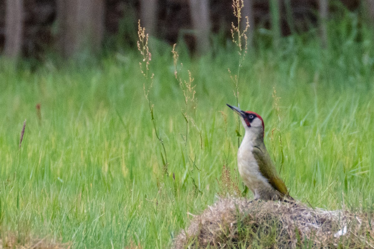 Eurasian Green Woodpecker - ML636410220