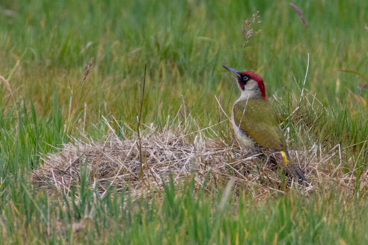 Eurasian Green Woodpecker - ML636410221