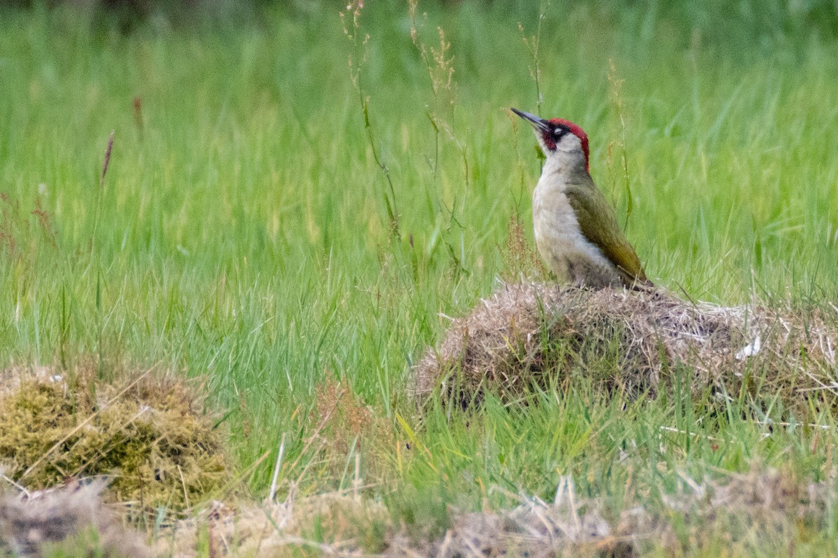Eurasian Green Woodpecker - ML636410222