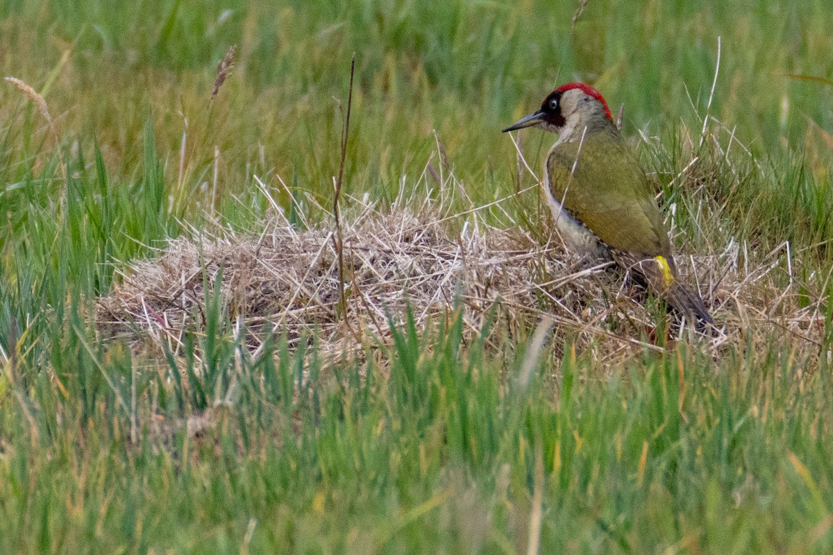 Eurasian Green Woodpecker - ML636410223