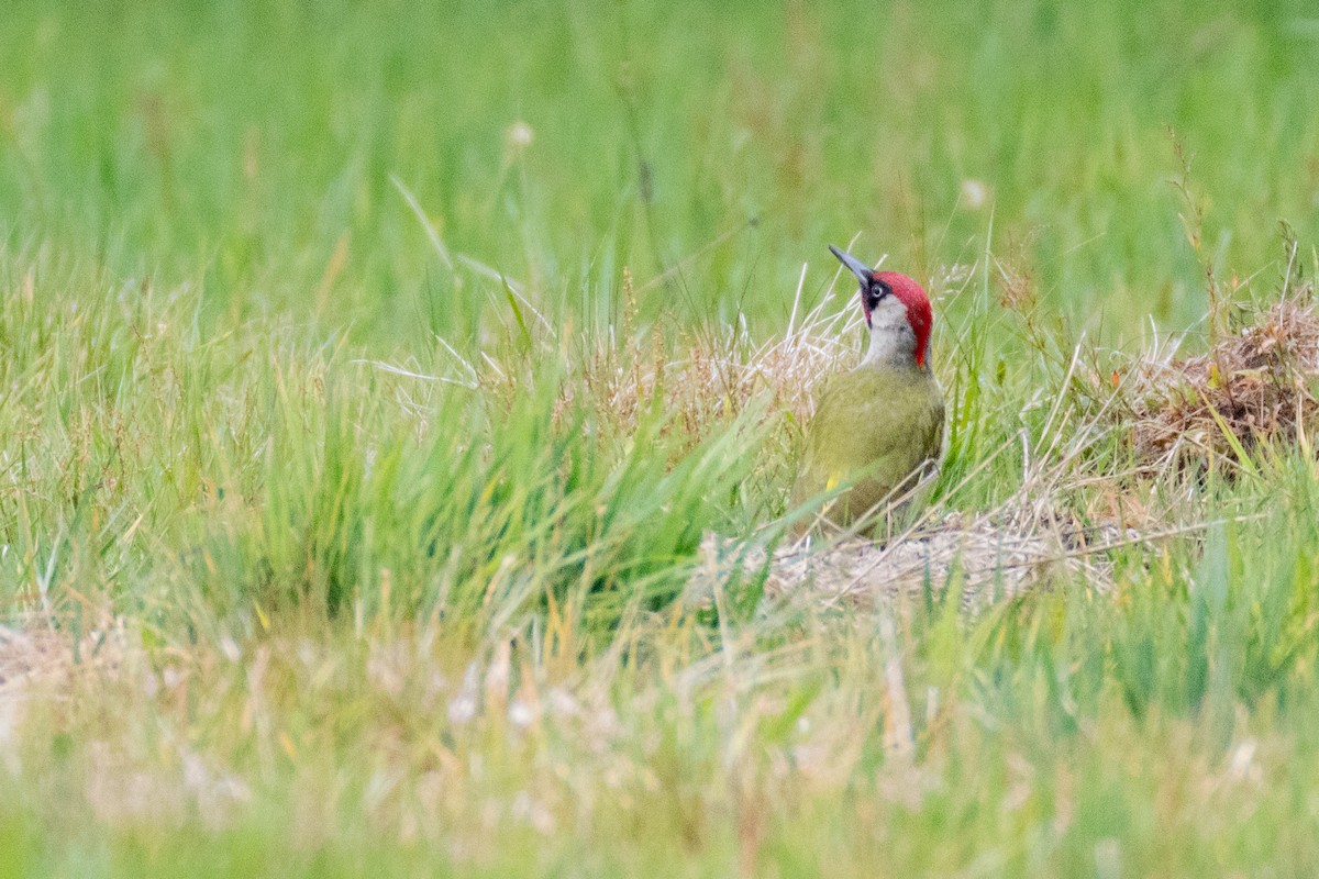 Eurasian Green Woodpecker - ML636410224