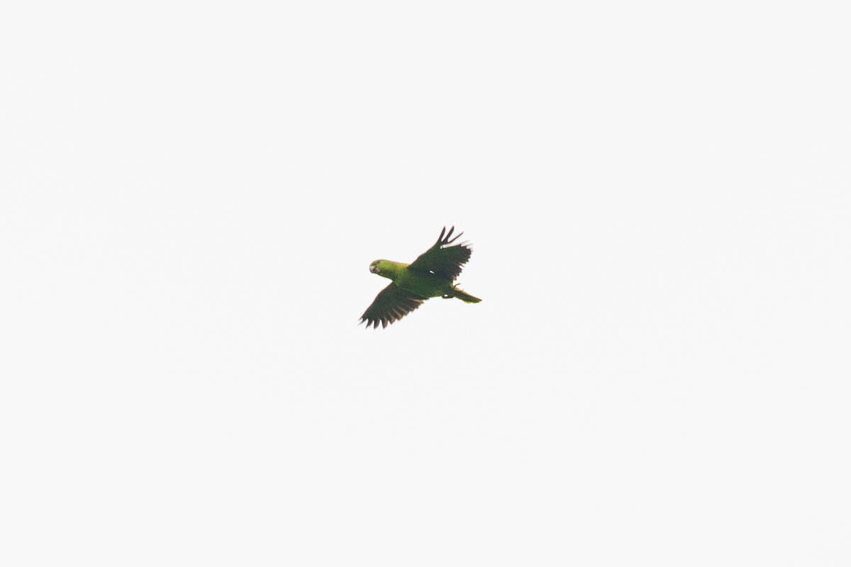 Scaly-naped Amazon - ML636410237