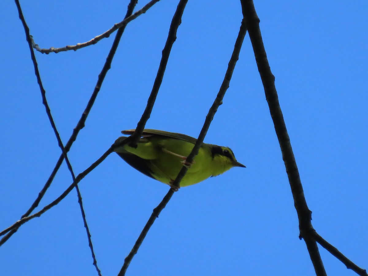 Kentucky Warbler - ML636410257