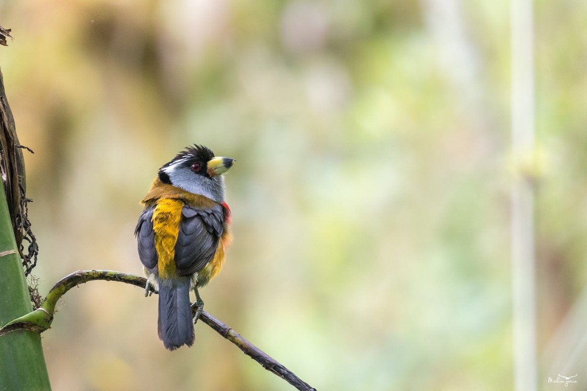 Toucan Barbet - ML636410265