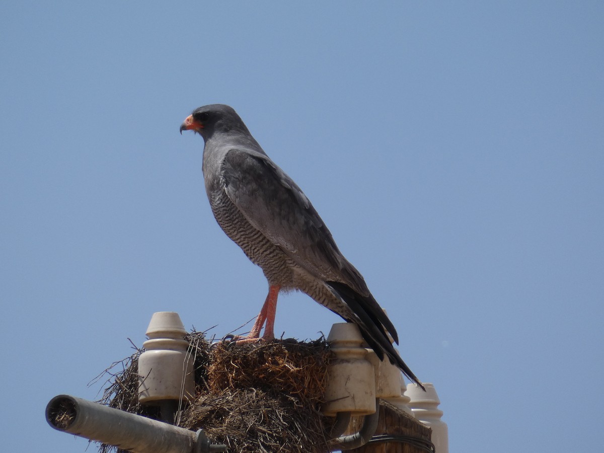 Pale Chanting-Goshawk - ML636410269