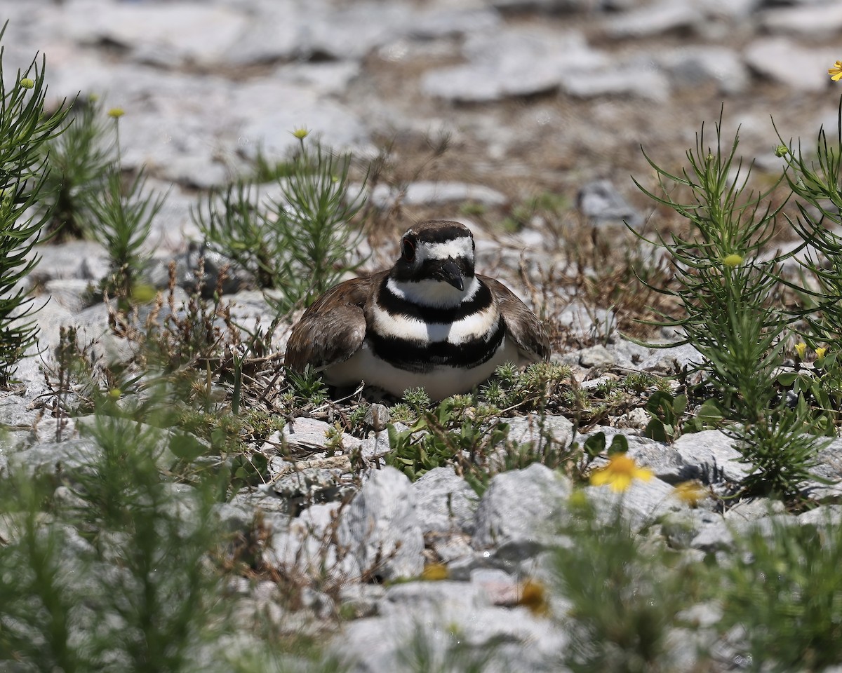Killdeer - ML636410278