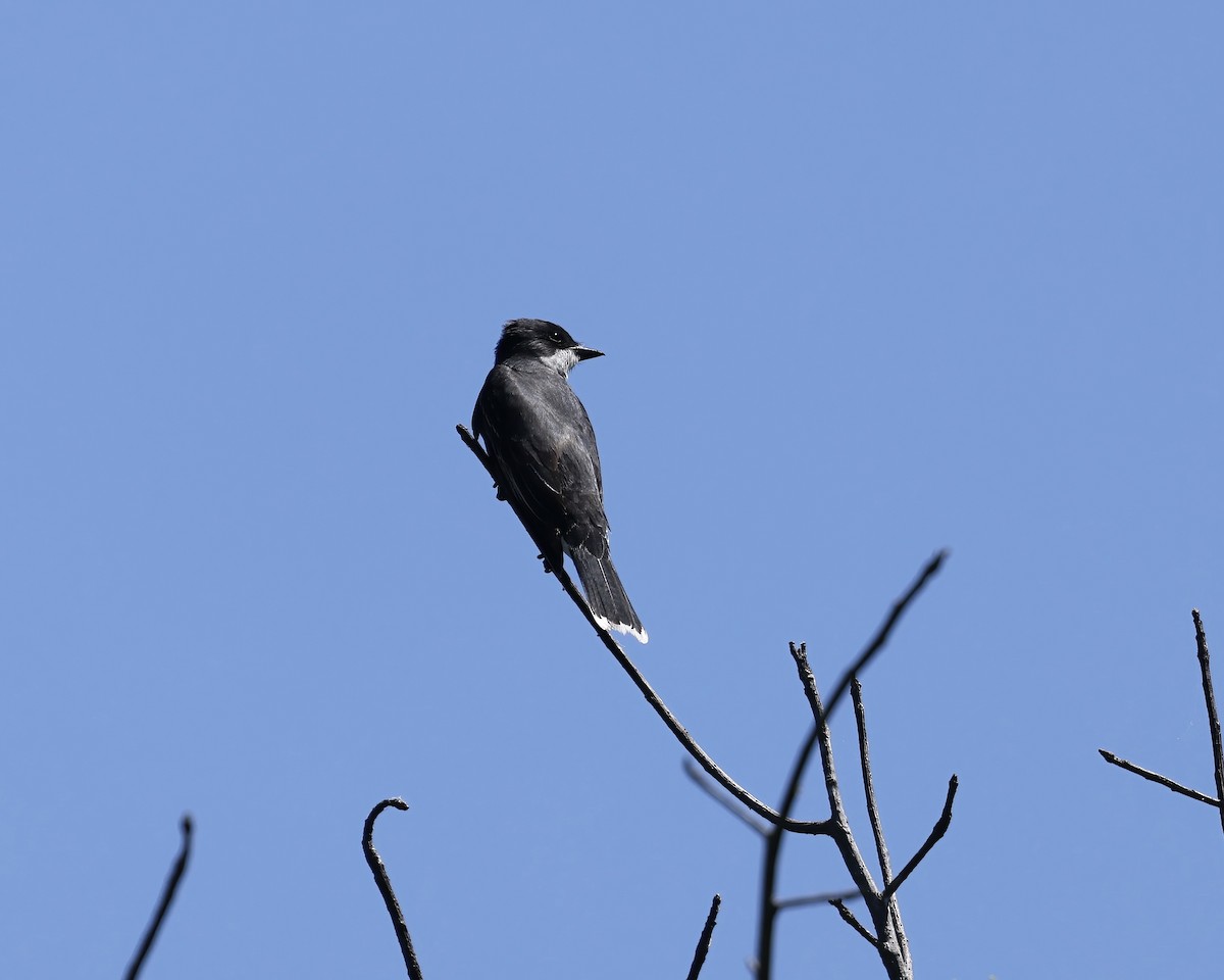 Eastern Kingbird - ML636410365