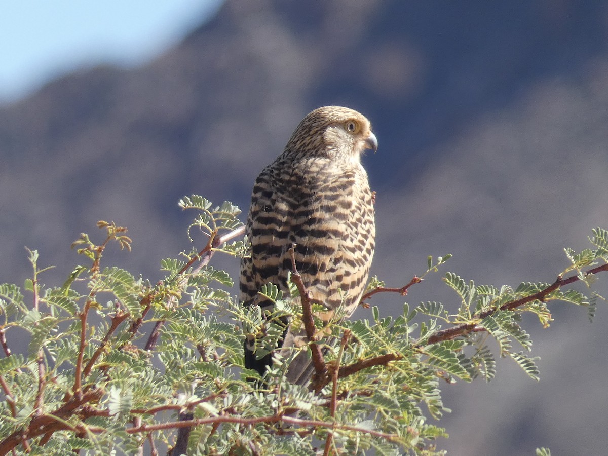 Greater Kestrel - ML636410374