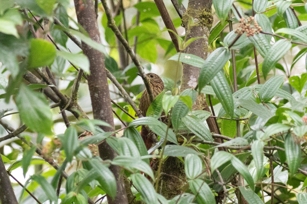 Lineated Foliage-gleaner - ML636410375