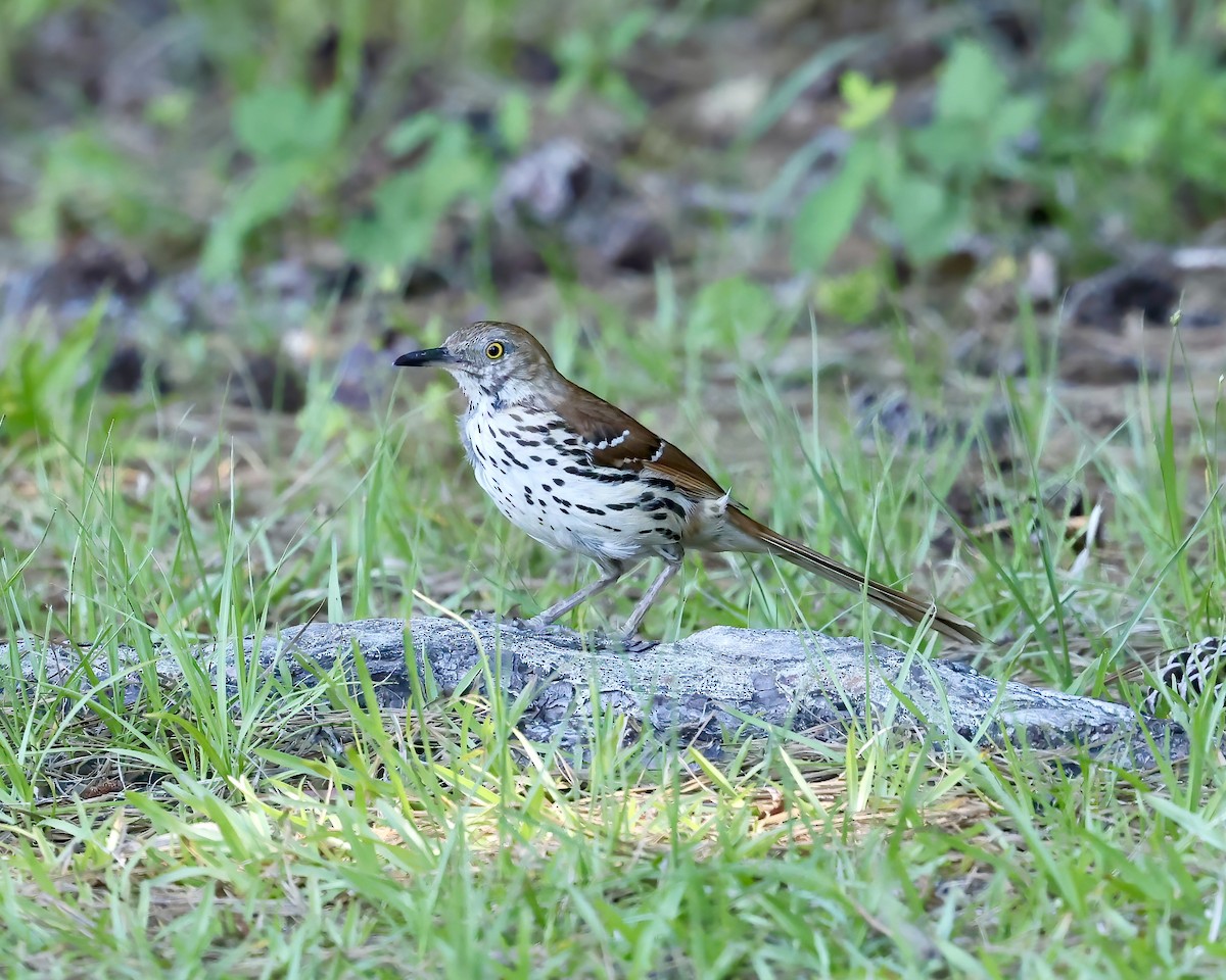 Brown Thrasher - ML636410385