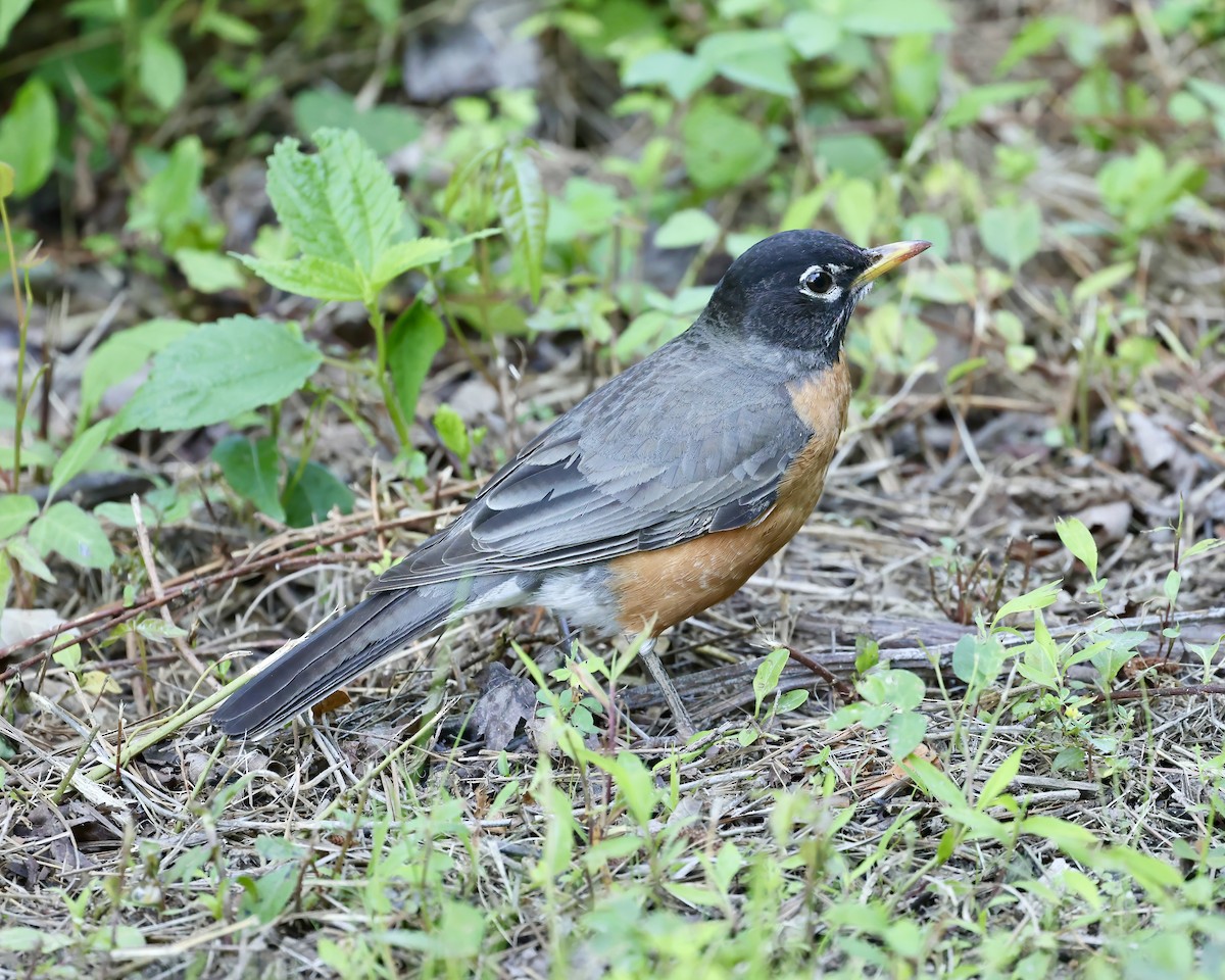 American Robin - ML636410389
