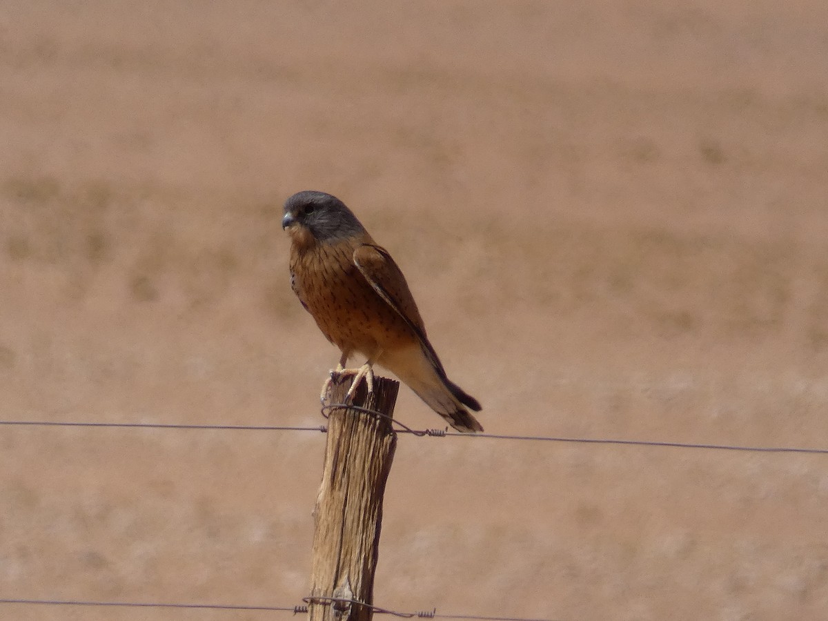 Rock Kestrel - ML636410396