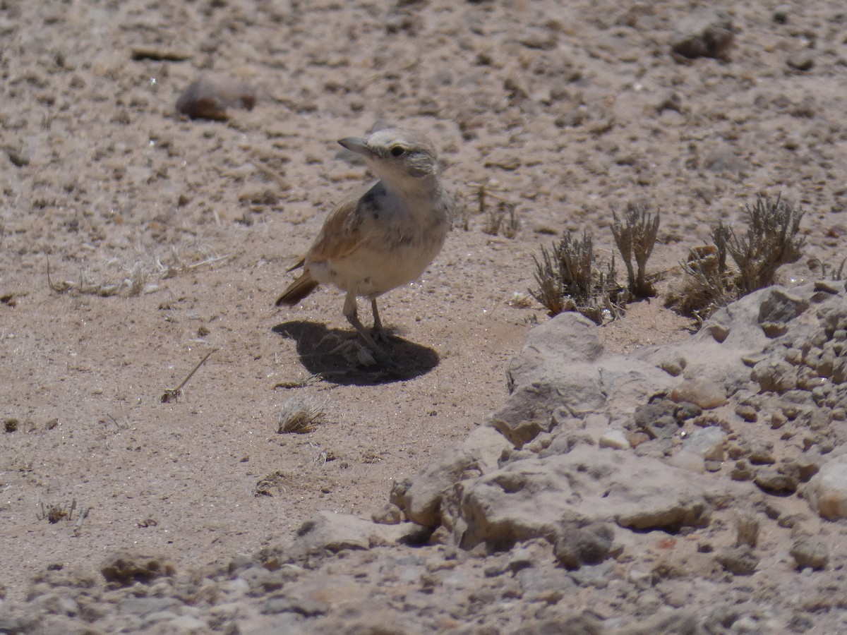 Gray's Lark - ML636410410