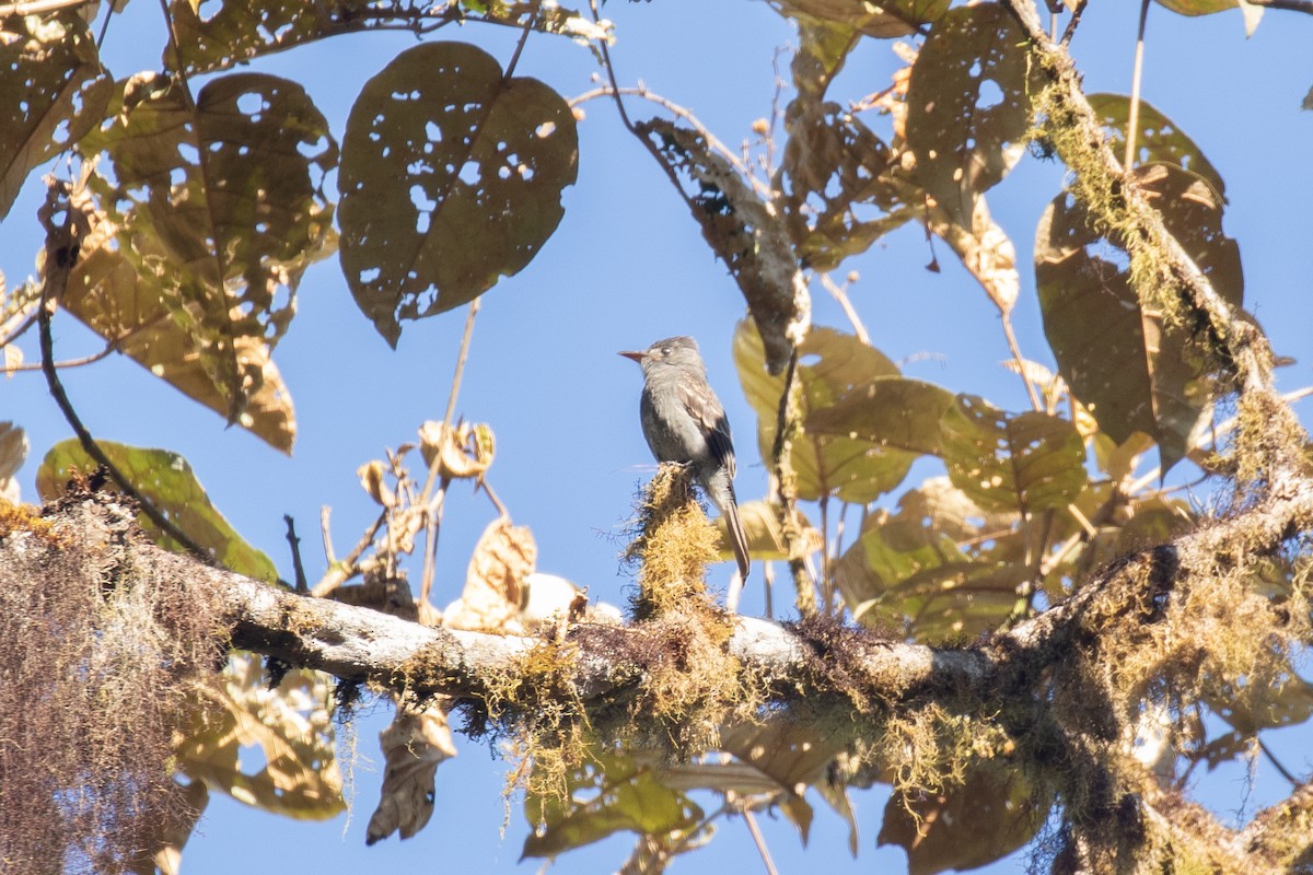 Smoke-colored Pewee - ML636410512