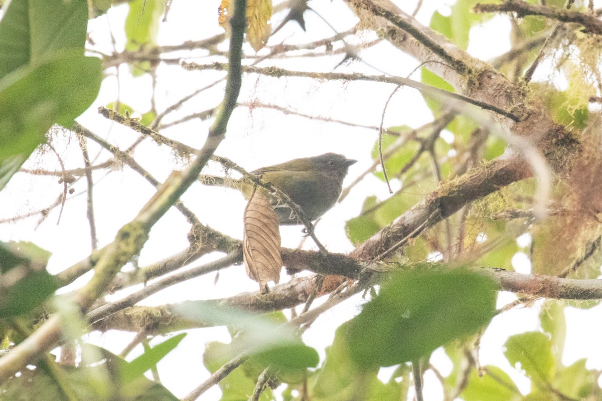 Dusky Chlorospingus - ML636410526