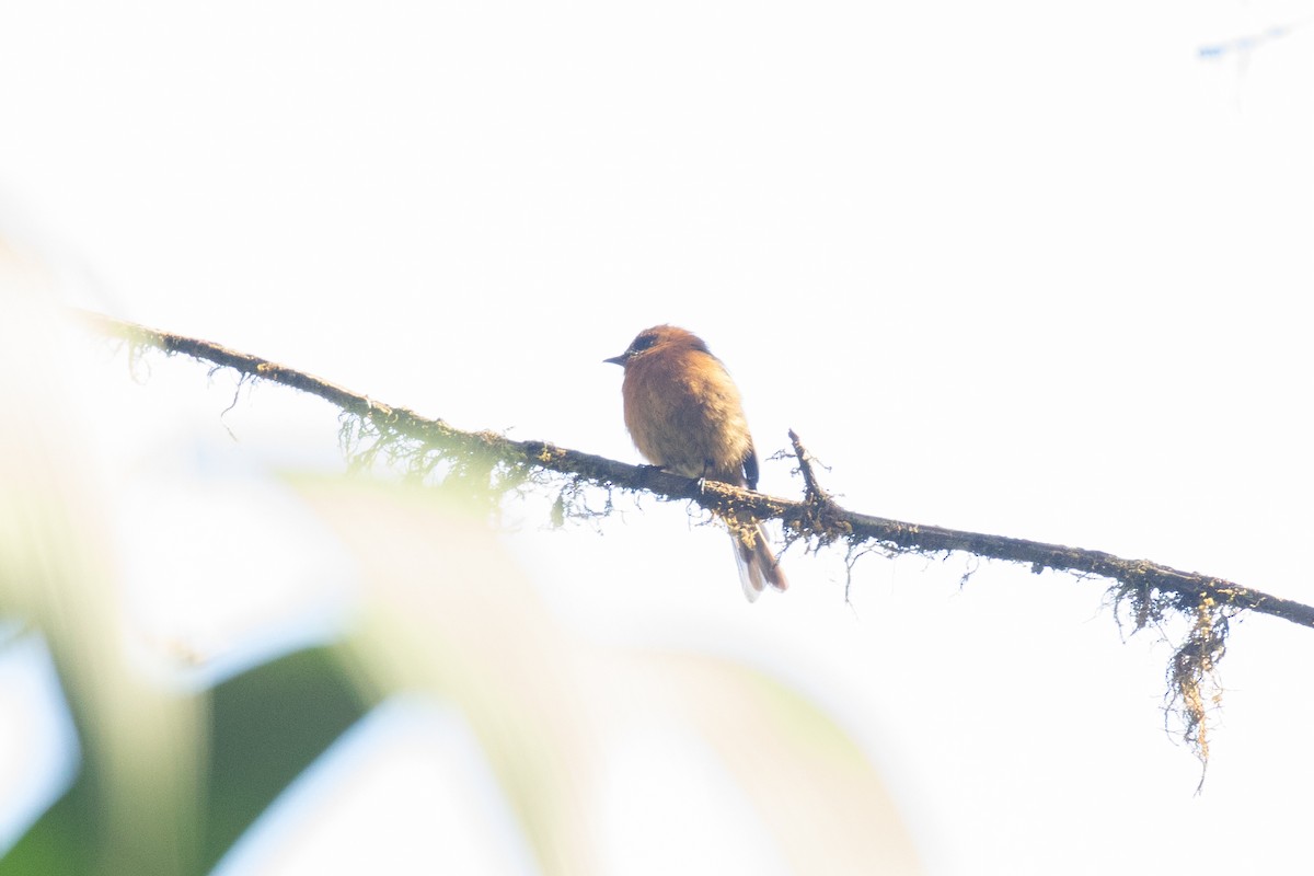 Cinnamon Flycatcher - ML636410541