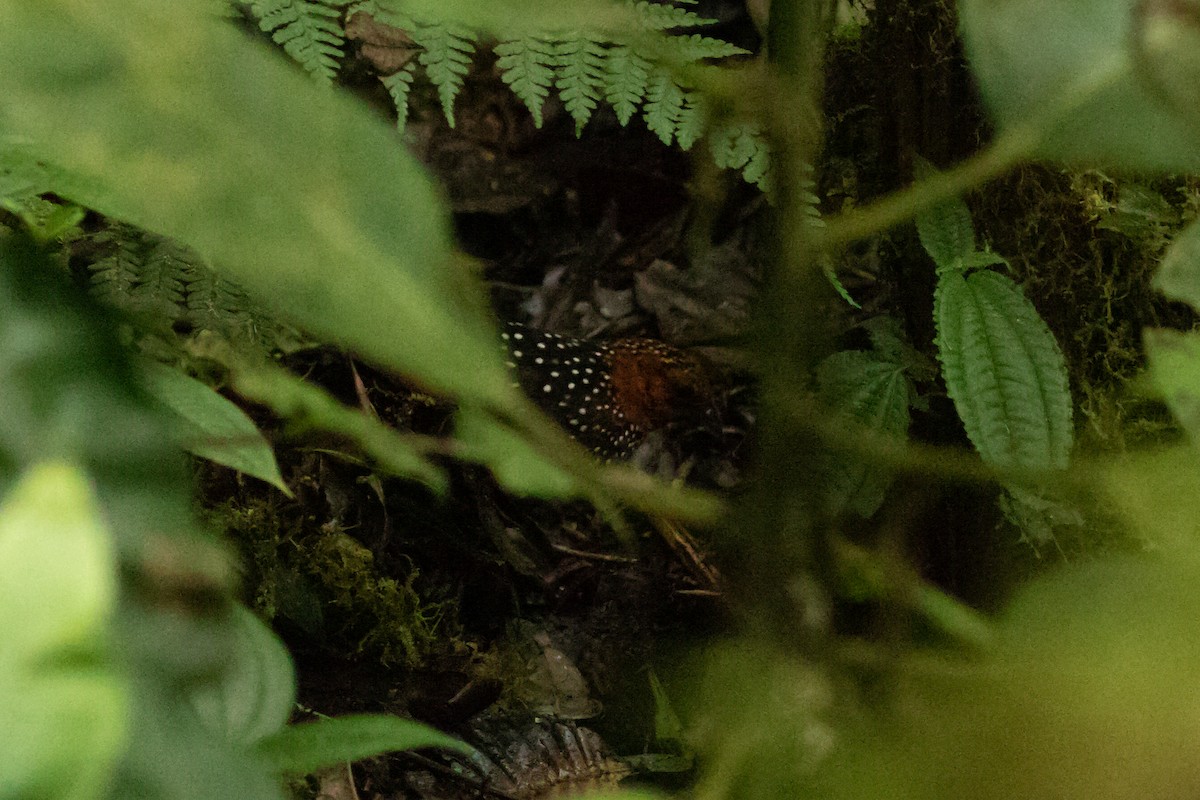 Ocellated Tapaculo - ML636410551
