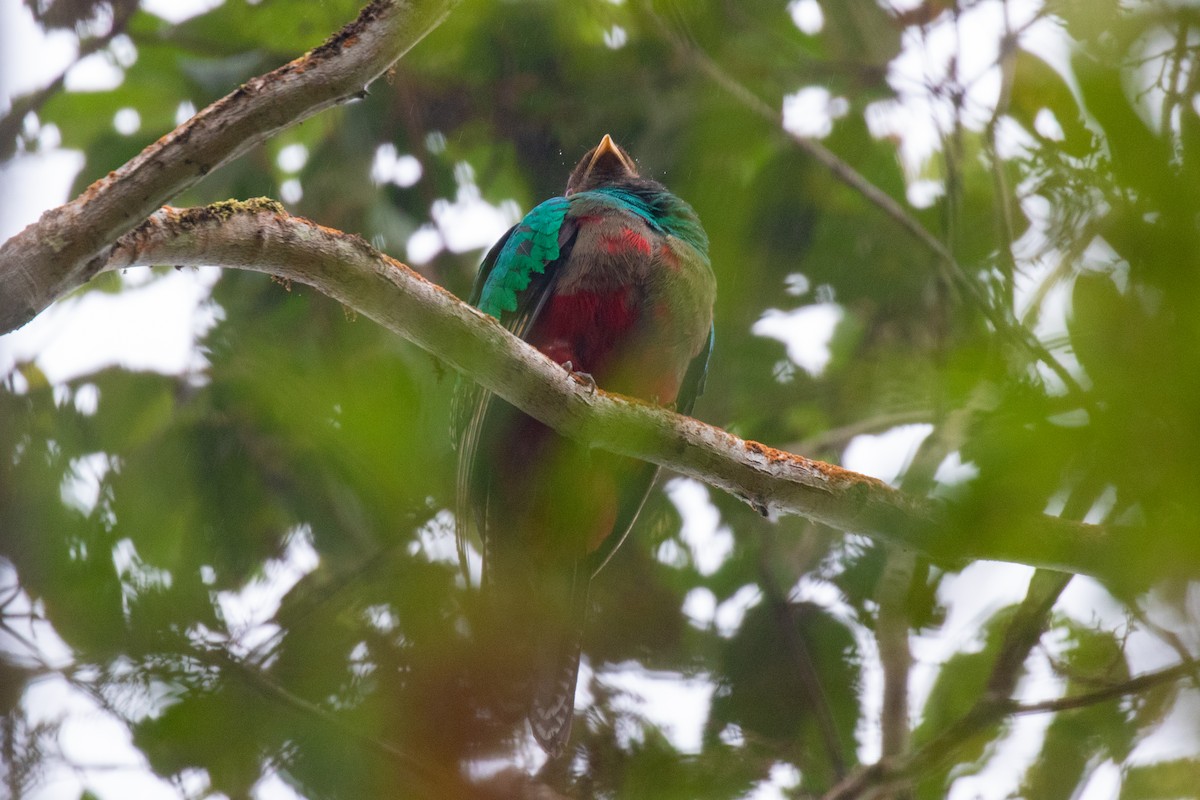 Golden-headed Quetzal - ML636410557