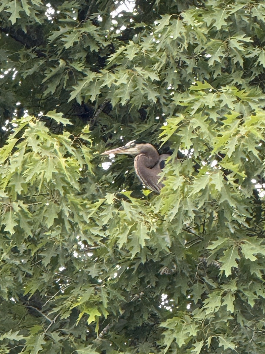 Great Blue Heron (Great Blue) - ML636410562