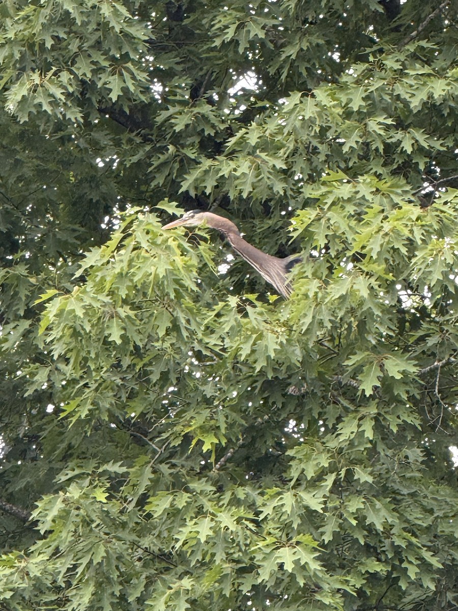 Great Blue Heron (Great Blue) - ML636410573