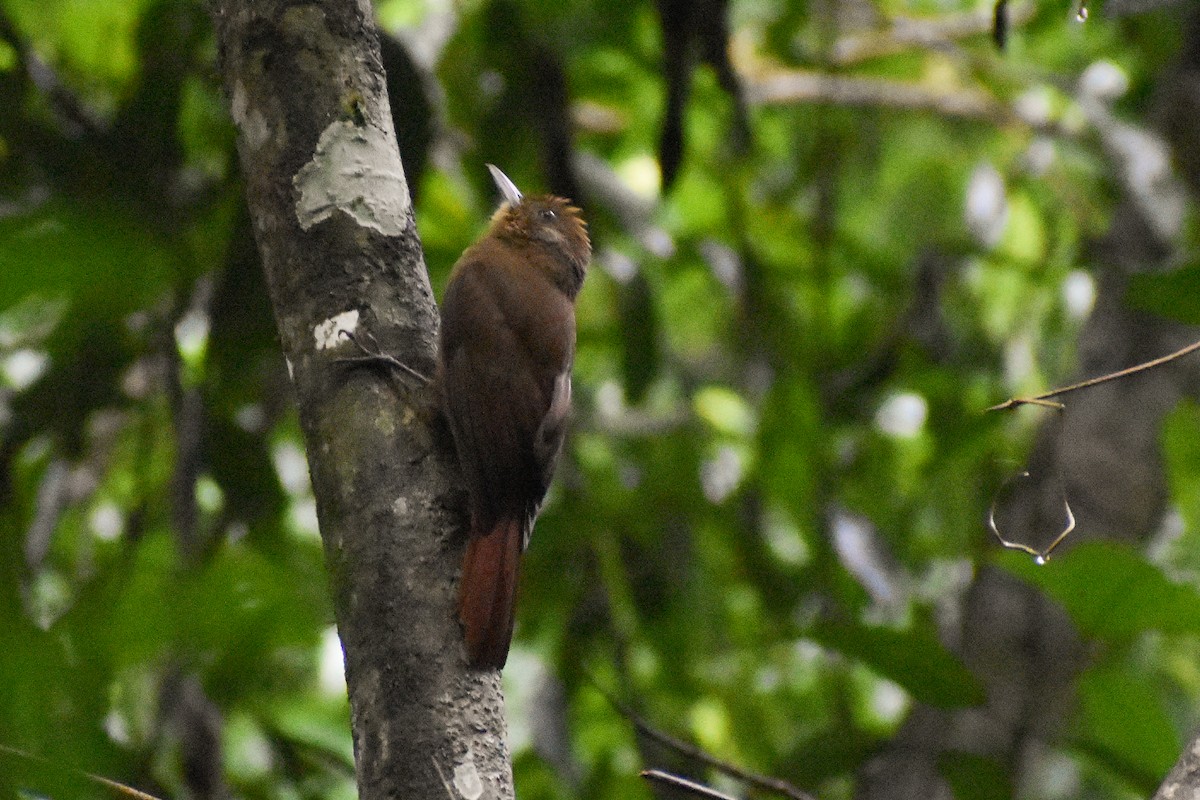 Plain-winged Woodcreeper - ML636410584