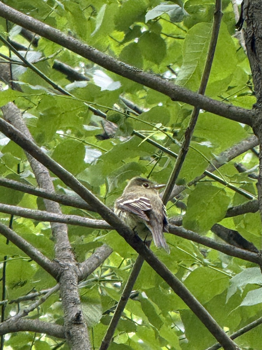 Yellow-bellied Flycatcher - ML636410588