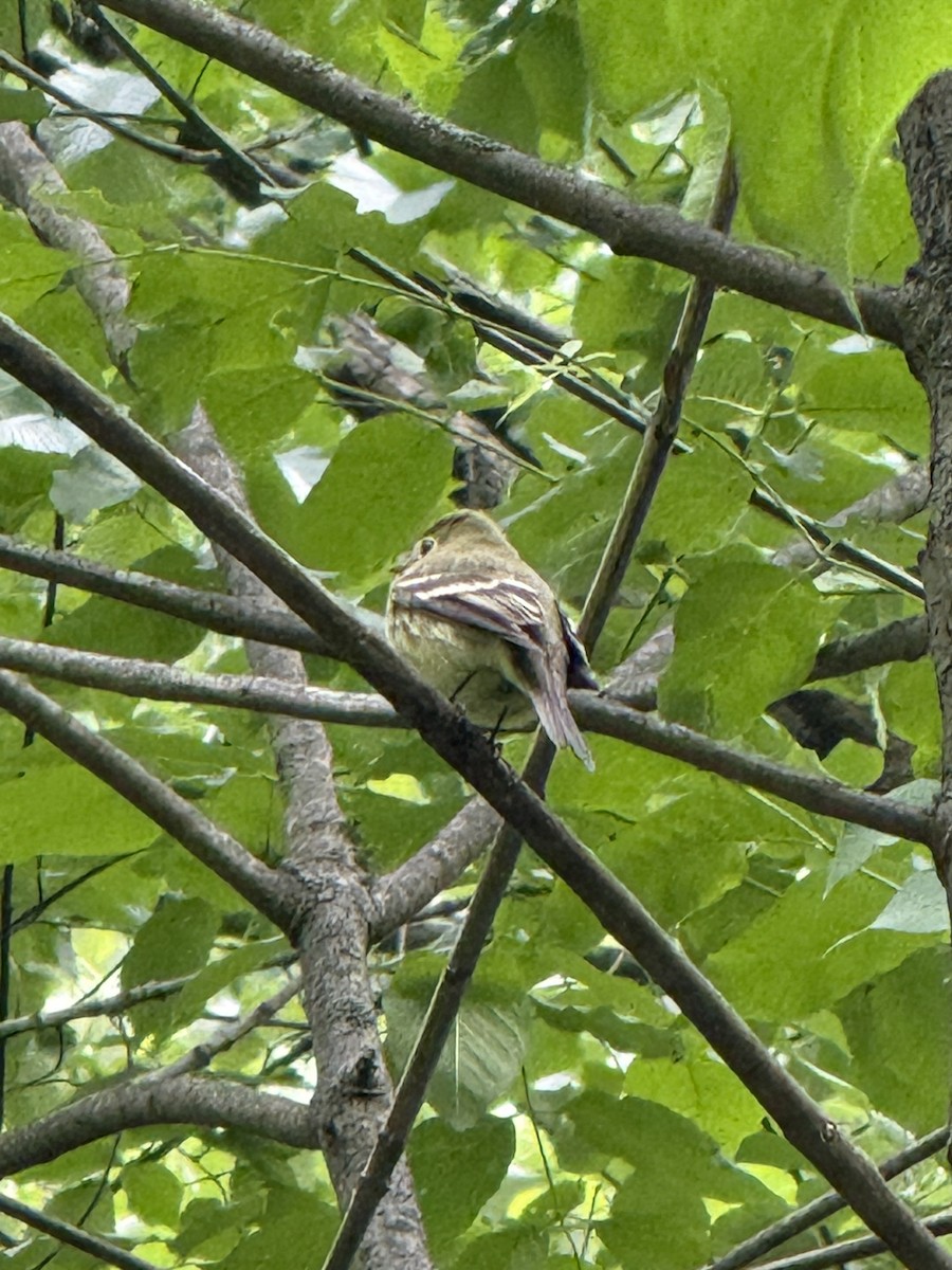 Yellow-bellied Flycatcher - ML636410599