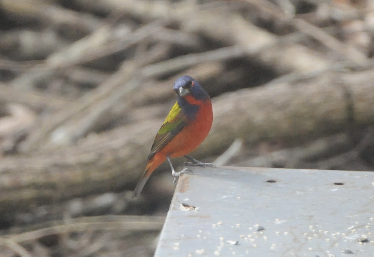 Painted Bunting - ML636410608