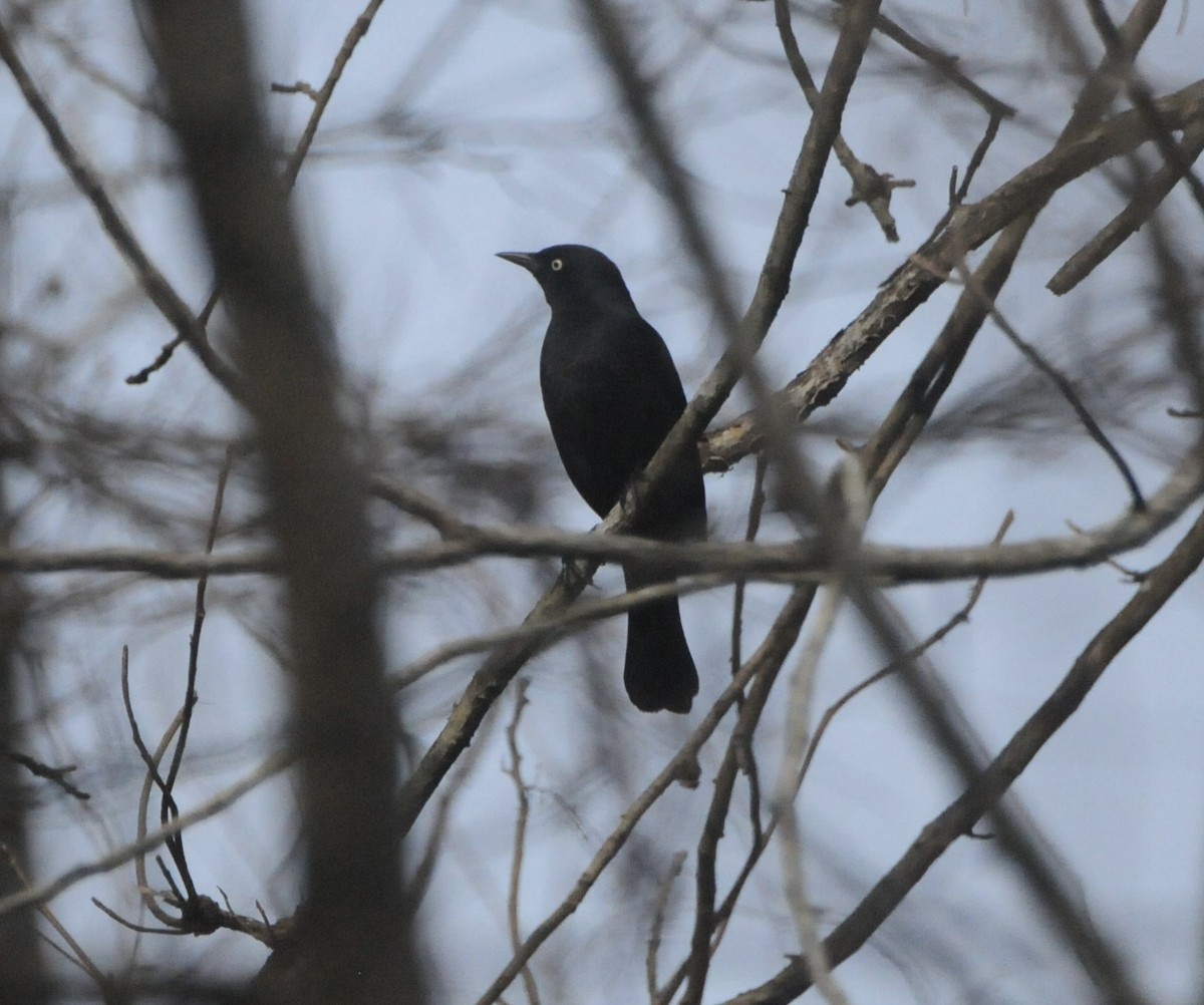 Rusty Blackbird - ML636410671