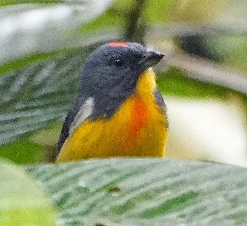 Yellow-rumped Flowerpecker - ML636410702